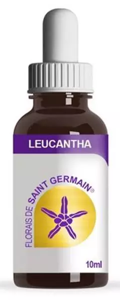 Saint Germain Leucantha